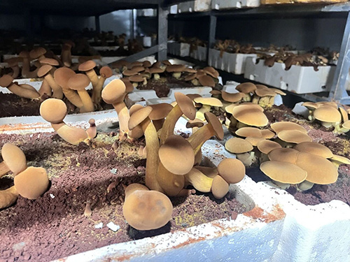 易门德桦菌业科技赋能见手青产业 智慧种菌助力乡村振兴1.jpg 易门德桦菌业科技赋能见手青产业 智慧种菌助力乡村振兴1.jpg