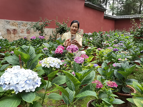 绣球花开引客来.jpg 绣球花开引客来.jpg