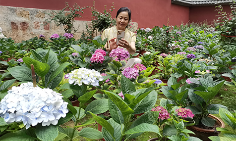 通海：绣球花开引客来