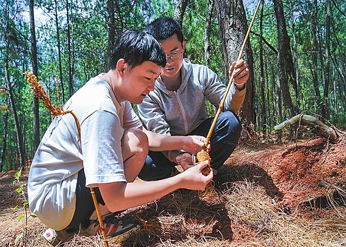 通海六街村：盆栽天麻的“快进”密码