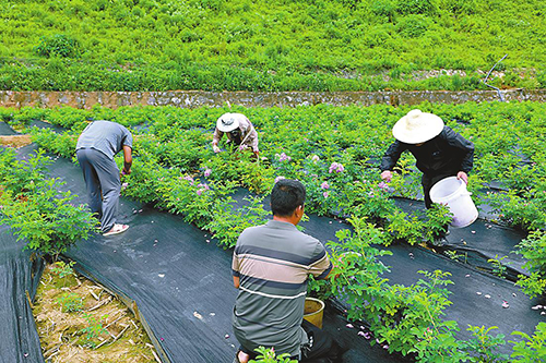 玫瑰花绽放致富路.jpg 玫瑰花绽放致富路.jpg