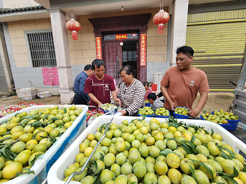蜂糖李变身乡村“致富果”