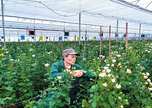  上半年全市鲜切花产量达23.38亿枝