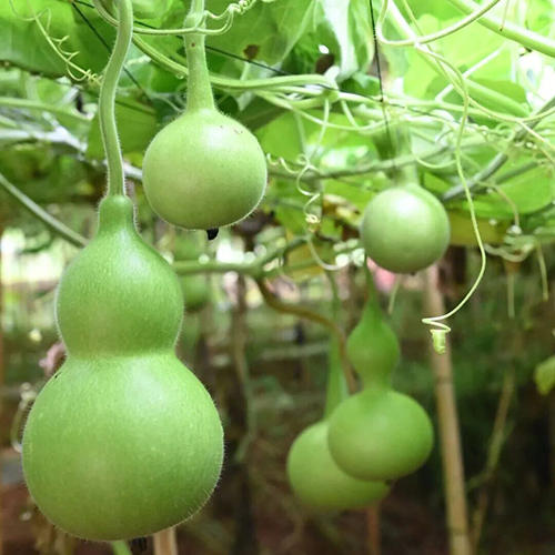 澄江1.jpg 澄江1.jpg