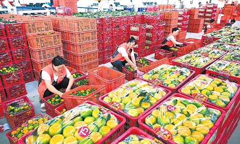 华宁柑橘俏销海外 外向型农业焕发新活力