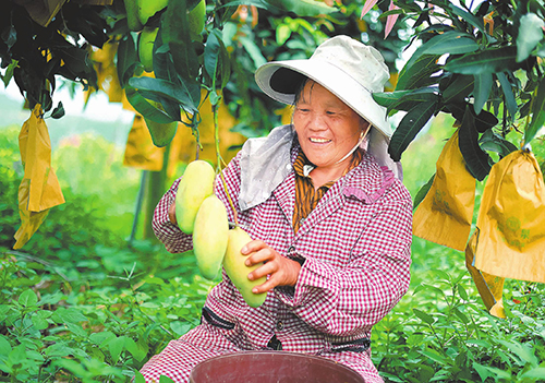错峰结硕果晚芒助增收.jpg
