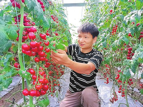 七彩小番茄助农增收.jpg