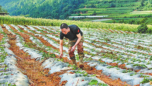 玉溪烟草全链革新助农增收.jpg