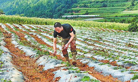 玉溪烟草全链革新助农增收