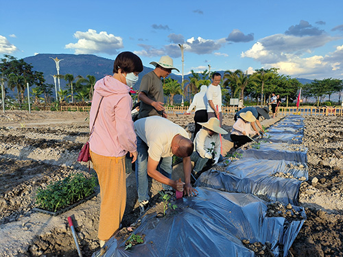 “共享菜园”让旅居人乐享田园时光.jpg