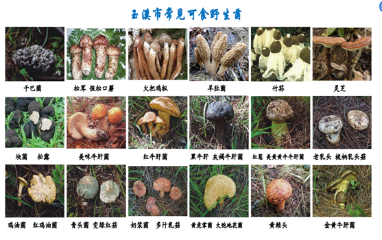 云南野生菌图片及名称图片