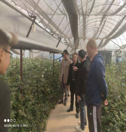 市场监管工作简讯（月季鲜切花高效无土栽培）71.png