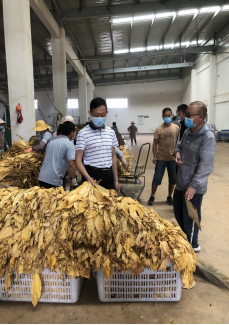 玉溪市市场监督管理局开展烤烟收购监督检查62.png