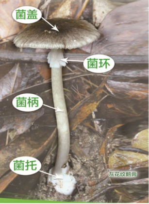 1.2022年云南省野生菌中毒风险分级预警：需警惕“两大杀手”（7月1日已发微信号）980.png