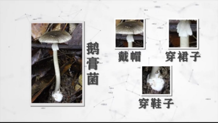 2.食安君锦囊——预防野生菌中毒“妙招”（（7月4日已发微信号））354.png