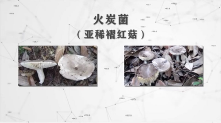2.食安君锦囊——预防野生菌中毒“妙招”（（7月4日已发微信号））428.png