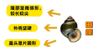 20240805螺类产品食用安全消费警示提示511.png